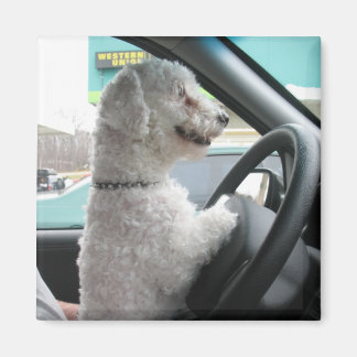 stuurbichon magneet