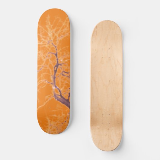 STYLE ET DESIGN SKATEBOARD (Recto)