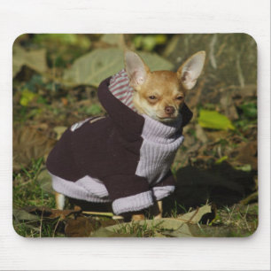 Stylish Chihuahua Muismat