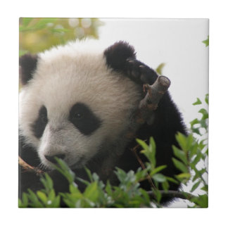 Su Lin, reusachtige panda beer kub in de dierentui Tegeltje