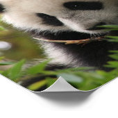 Su_Lin_reuze_panda_beer_cub_at_the_San_Diego_Zoo Poster (Hoek)