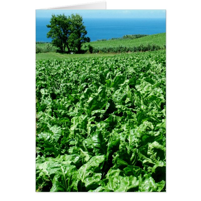 Suarbeet (Voorkant)