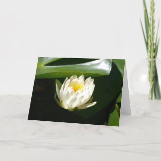 Sublieme Waterlily Kaart