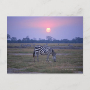 Subsidie Zebra 3 Briefkaart