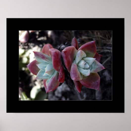 Subtle Succulents Poster (Voorkant)