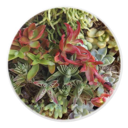 Succulent aangepaste keramische knop (Voorkant)