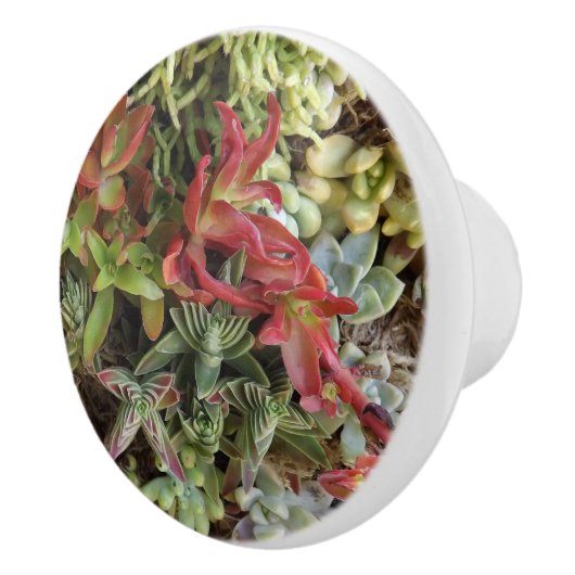 Succulent aangepaste keramische knop (Rechts)