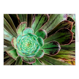 Succulent aeoniumwenskaart