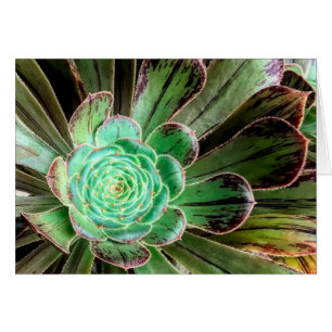 Succulent aeoniumwenskaart
