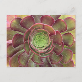 Succulent Briefkaart