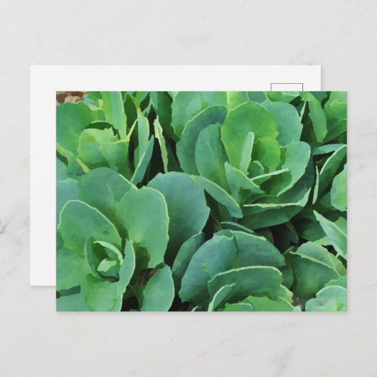 Succulent | briefkaart (Voorkant / Achterkant)