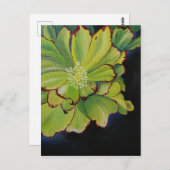 Succulent Briefkaart (Voorkant / Achterkant)