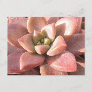 Succulent Cactus Briefkaart