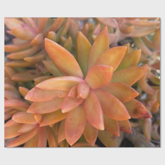 succulent cadeaupapier (Vlak)