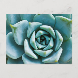 Succulent Closeup Briefkaart