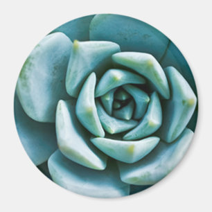 Succulent Closeup Magneet