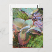 Succulent Container Garden briefkaart (Voorkant / Achterkant)