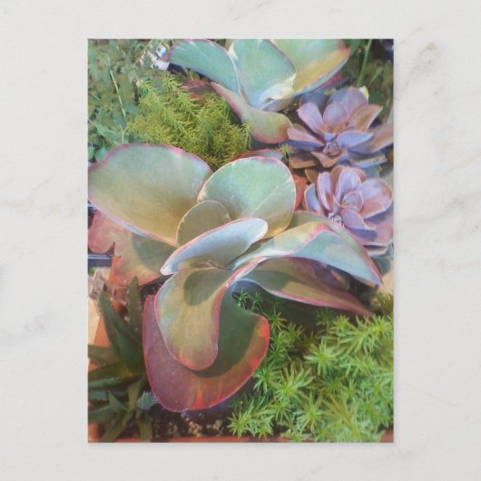 Succulent Container Garden briefkaart (Voorkant)