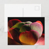 Succulent Desert Plant Briefkaart (Voorkant / Achterkant)