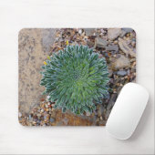 Succulent Desert plant Muismat (Met muis)