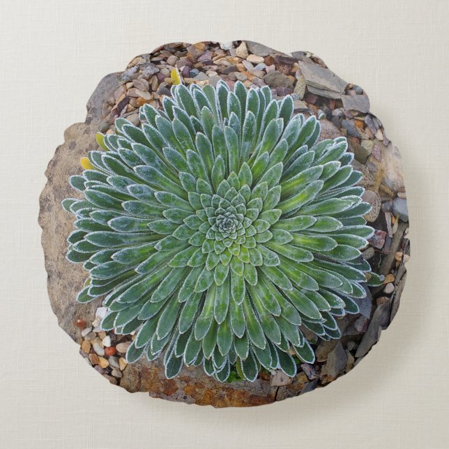 Succulent Desert plant Rond Kussen (Voorkant)