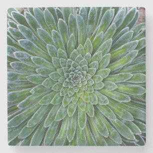Succulent Desert plant Stenen Onderzetter