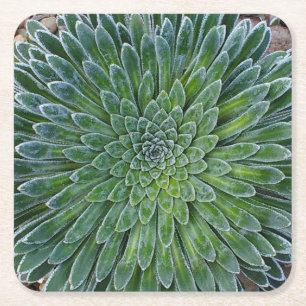 Succulent Desert plant Vierkante Kartonnen Onderzetter