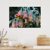 Succulent Echeveria blossom Poster (Keuken)