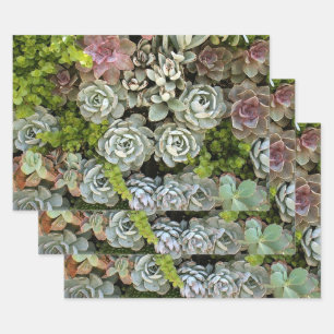 Succulent Garden 1 Inpakpapier Vel