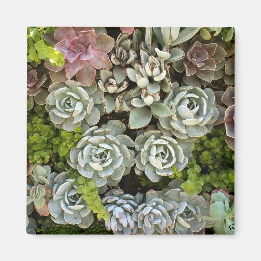 Succulent Garden 1 Magneet (Voorkant)