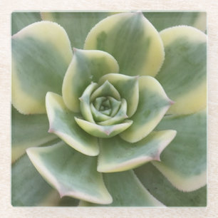 Succulent Glass Onderzetter