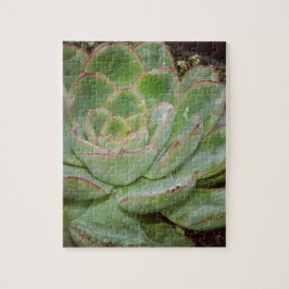 Succulent, Hen en Chicken Legpuzzel