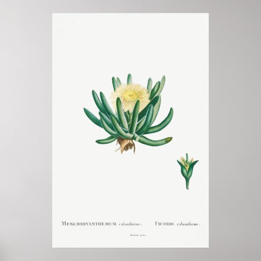  Succulent Illustratie Poster (Voorkant)