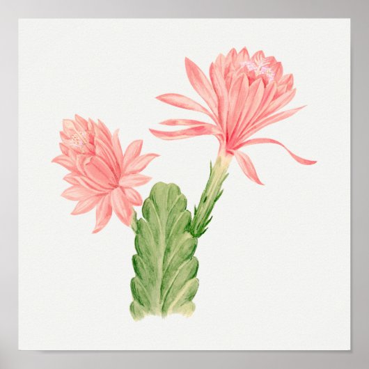 Succulent Illustration Poster (Voorkant)