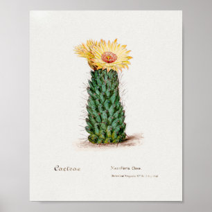 Succulent Illustration Poster