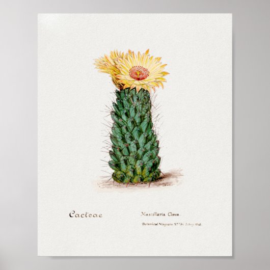 Succulent Illustration Poster (Voorkant)