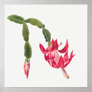 Succulent Illustration Poster
