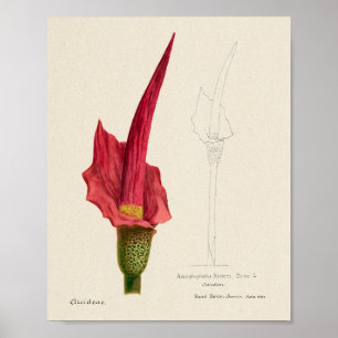 Succulent Illustration Poster