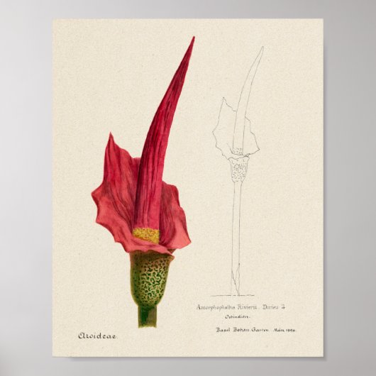 Succulent Illustration Poster (Voorkant)