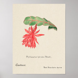 Succulent Illustration Poster