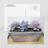 Succulent in Silver Container met Succulent Design Briefkaart (Voorkant / Achterkant)