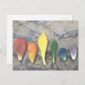 succulent leaf rainbow briefkaart (Voorkant / Achterkant)