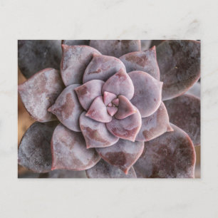 Succulent Love Briefkaart
