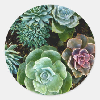 Succulent Love Ronde Sticker