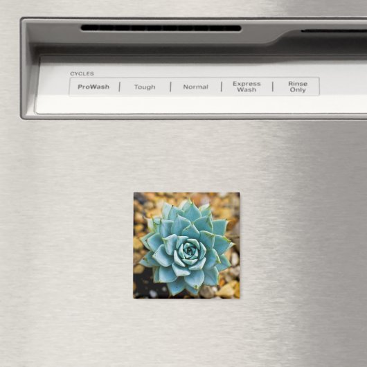 Succulent Magneet (Insitu (Vaatwasser))