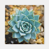 Succulent Magneet (Voorkant)