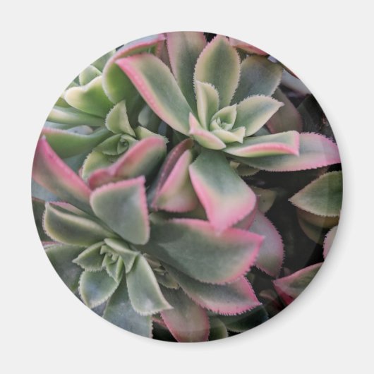 Succulent Magneet (Voorkant)