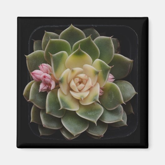 Succulent Magneet (Voorkant)