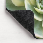 Succulent Muismat (Hoek)
