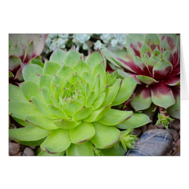 Succulent Note Kaart (Voorkant Horizontaal)